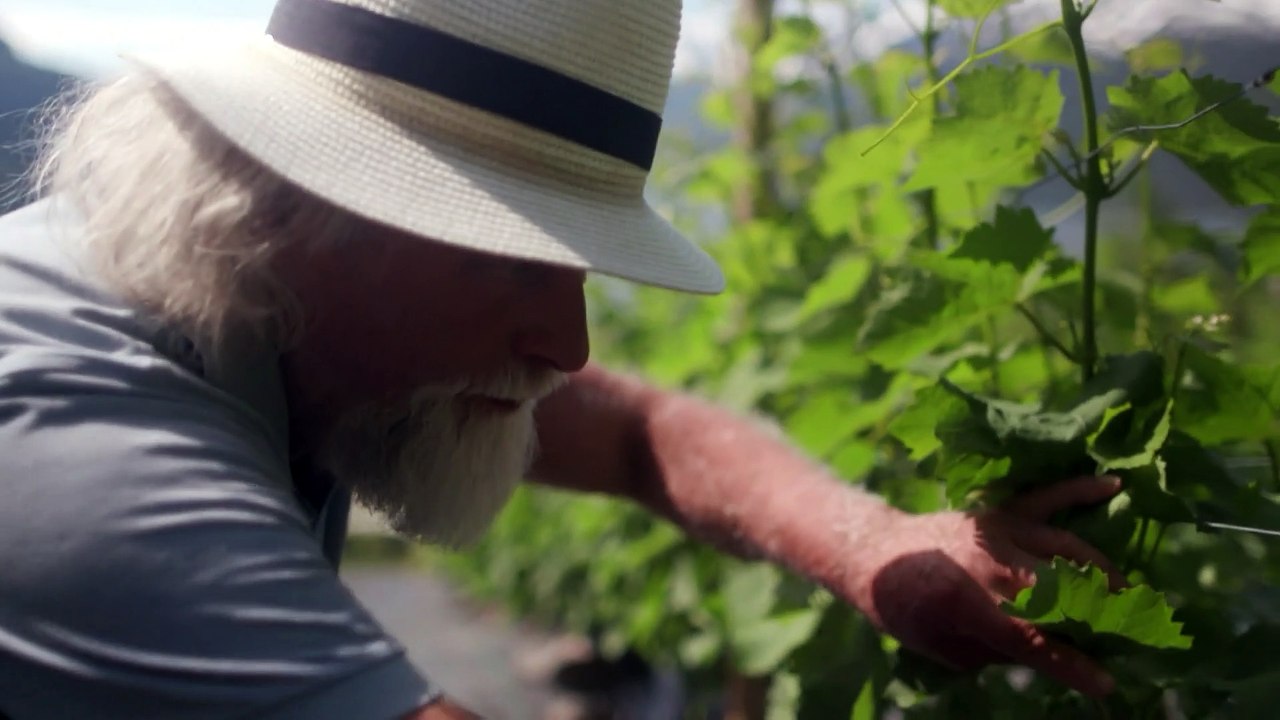 Klimawandel: Norwegen wird zum Weinand