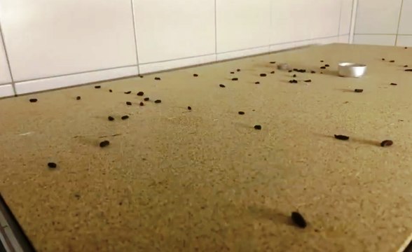 Roma - Cibo mal conservato ed escrementi di topo: chiuso ristorante giapponese (20.06.20)