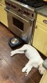 Tired Puppy Stays Put While Robot Vacuums Around It