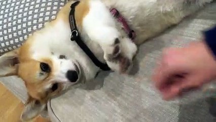 Puppy Dog Begs for Pats