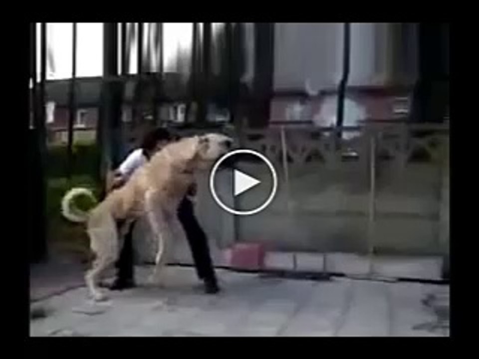 ANADOLU COBAN KOPEKLERi ATISMA - ANATOLiAN SHEPHERD DOG VS