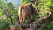 Cow climbs on to a tree trunk in search of greens! Only in India...