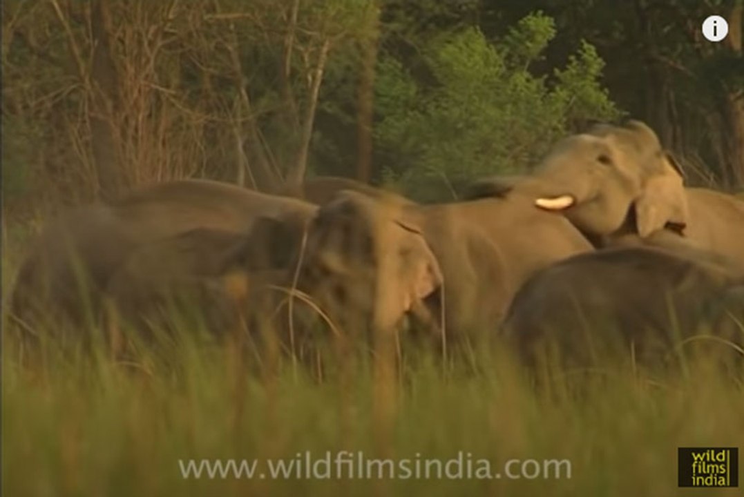Elephants mating! - video Dailymotion