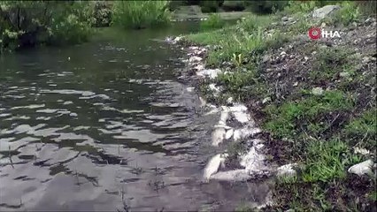 Sulama göletinde korkutan görüntü