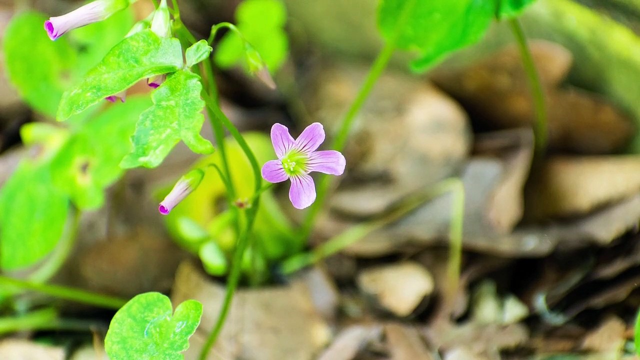 deffodils