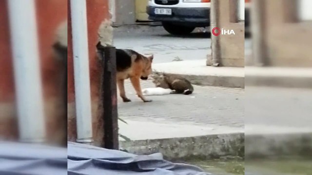 Hareketsiz yatan kediyi, başka kedi patileriyle ayağa kaldırmak için dakikalarca mücadele verdi