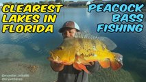 CLEAREST LAKES in FLORIDA for Peacock Bass!!!