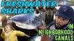 FRESHWATER SHARKS in NEIGHBORHOOD CANALS!!! + Bloopers