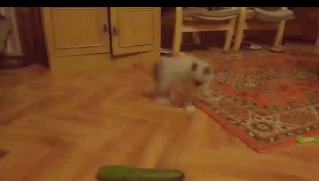 CATS AND CUCUMBERS! Cats are afraid of cucumbers!