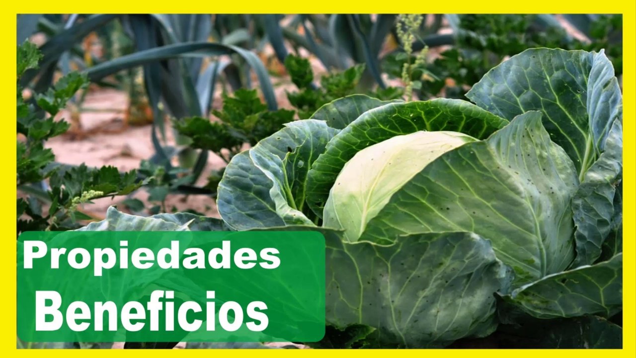 Repollo para bajar de peso en una semana