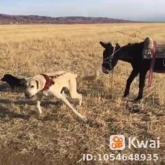 ANADOLU COBAN KOPEGi ve ESEK - ANATOLiAN SHEPHERD DOG and DONKEY