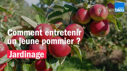 Vos Questions Jardin: Comment entretenir un jeune pommier