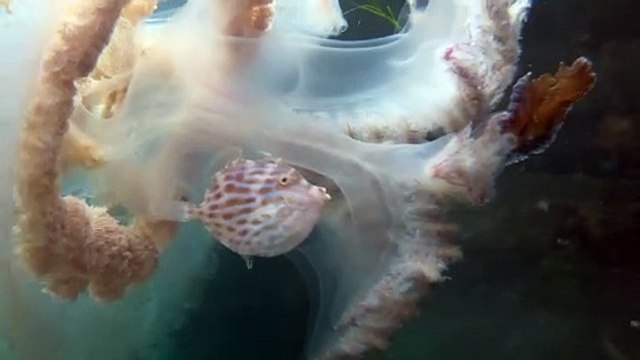 Ce poisson se réfugie dans une méduse pour échapper à des prédateurs