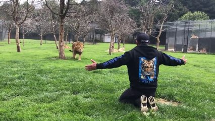 Quand ton félin vient te dire bonjour... Gros chat
