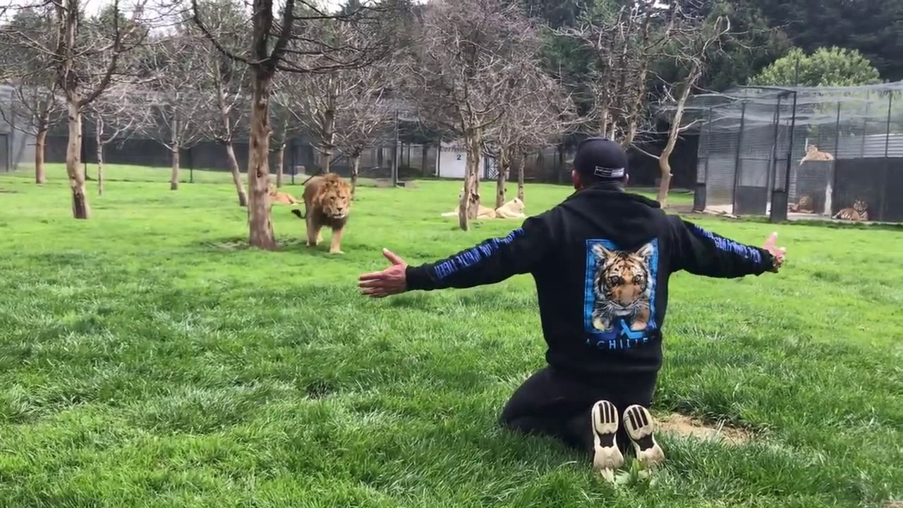 Quand ton félin vient te dire bonjour... Gros chat