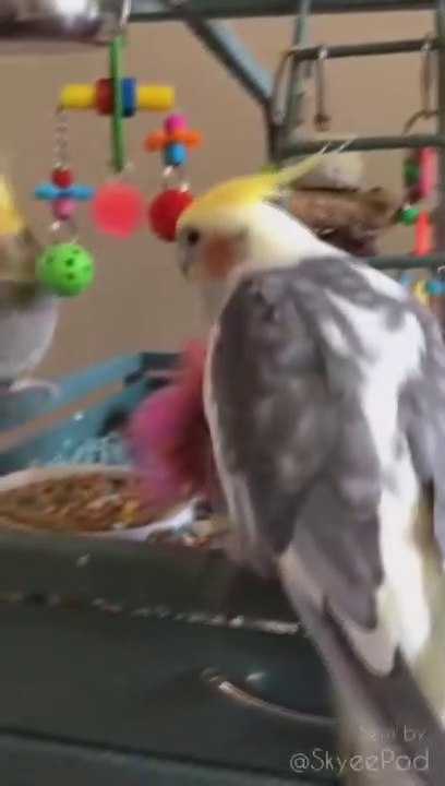 Comment éteindre un oiseau
