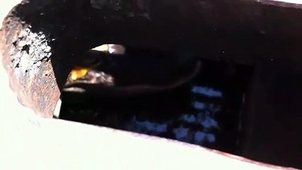 Regardez ce qui est caché dans cet égout