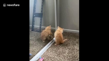 Adorable ginger cat gets confused at its reflection