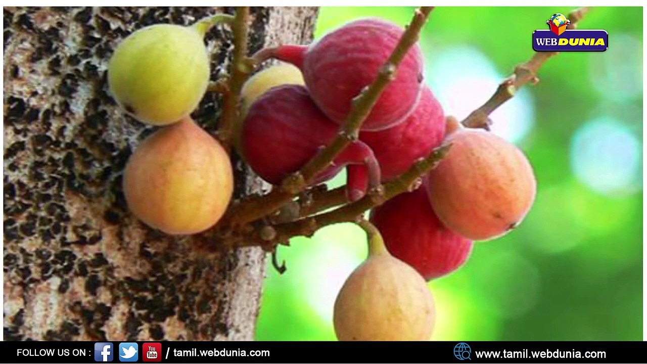 ஆரோக்கியத்தை அள்ளித்தரும் அத்திப்பழம்!