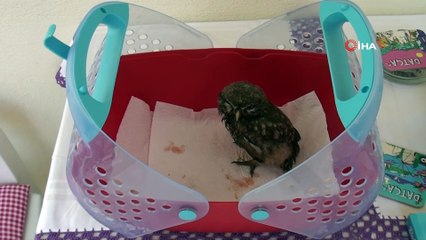 Kuşadası yaralı baykuş için seferber oldu