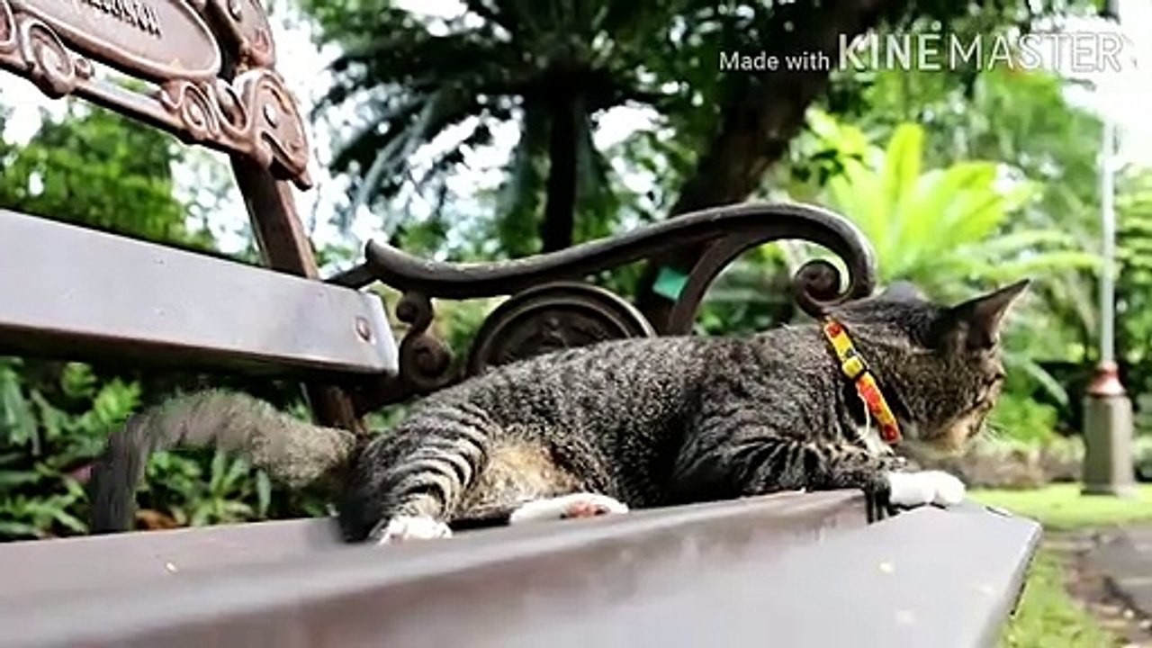 Funny cat