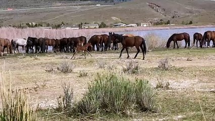 Wild Colt Has Zoomies in Nevada