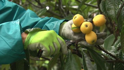 천상의 과일 '비파'를 아십니까? / YTN