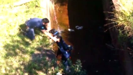 Guardas patrimoniais salvam cachorrinha que caiu em canaleta de escoamento de água do Lago Municipal