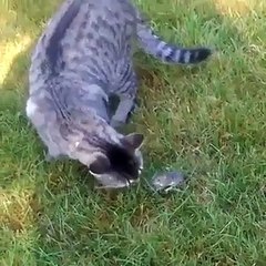 tom & jerry in real life