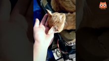 Trate de no reírse - Videos divertidos de gatos y perros