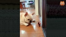 Trate de no reírse - Videos divertidos de gatos y perros