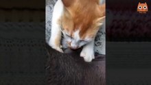 CATS AND DOGS VERY FUNNY ‍#1 BY COMANDEX