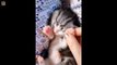 Aww - Funny and Cute Dog and Cat Compilation 2019 #34 - CuteVN