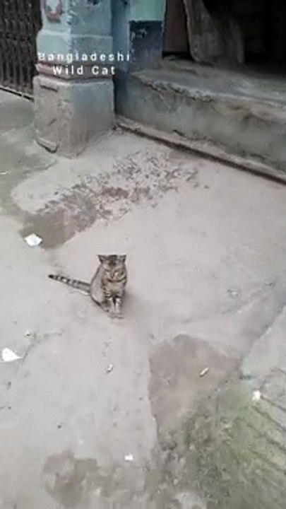 Bangladeshis Wild Cat On Road