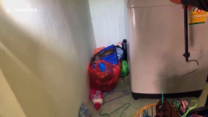Fierce snake caught hiding in family's laundry
