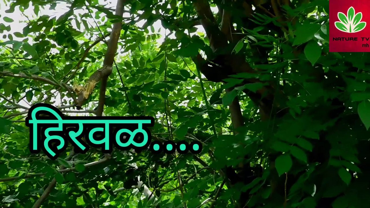 हिरवळ...