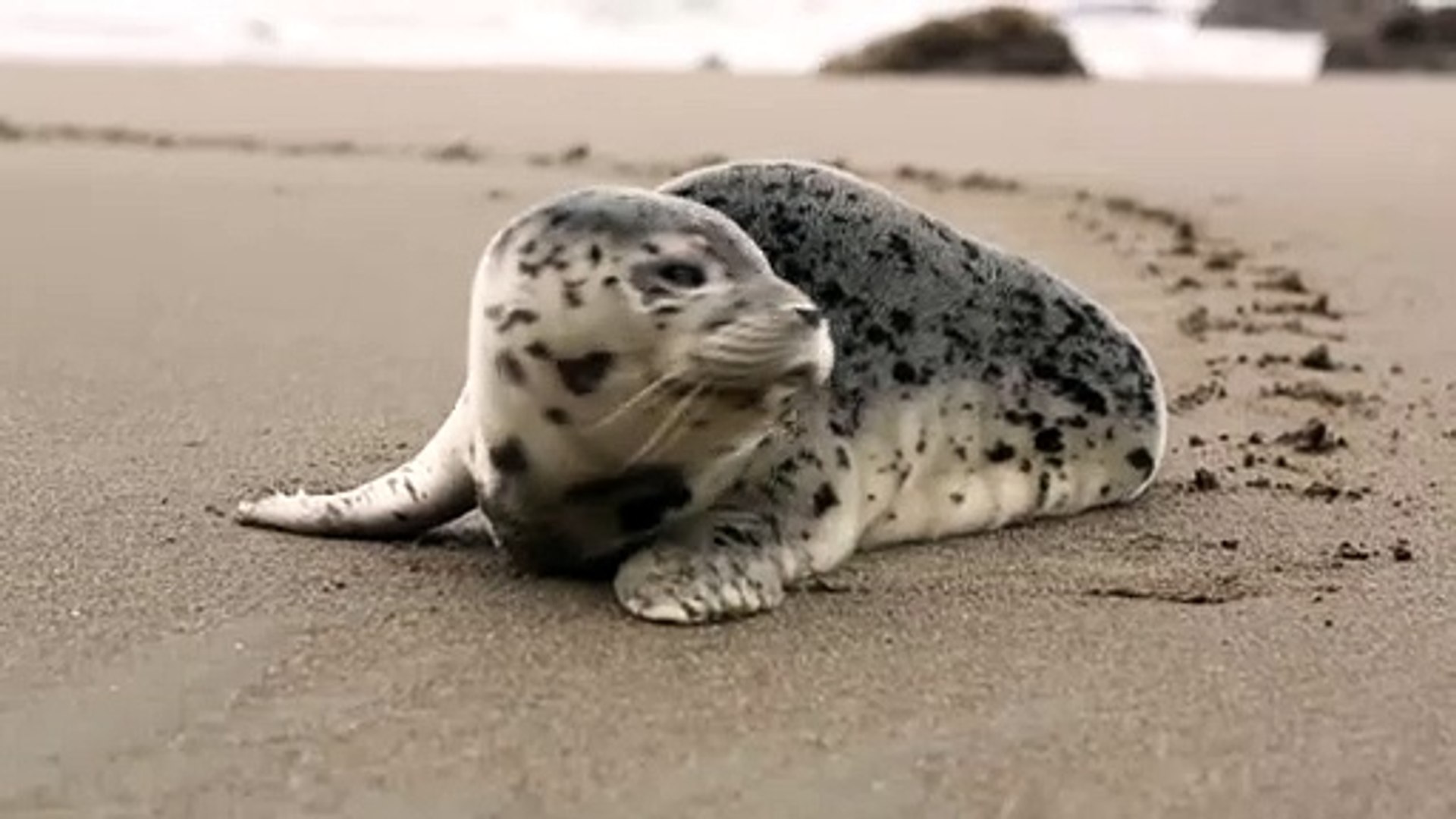 Sea life 8K | Baby seal 8K video