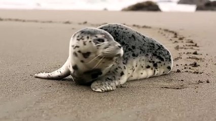 Sea life 8K | Baby seal 8K video