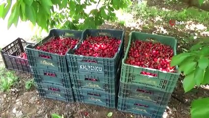 Bu kirazlar bir yıl önce dalında satılıyor
