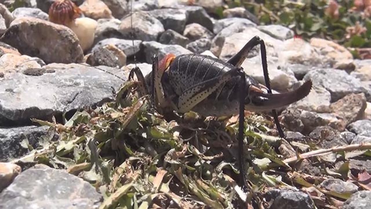 Muş'ta çekirge istilası