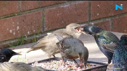 Solar Eclipse 2020: What to eat, mantras to chant during and after Surya Grahan