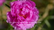 Portulaca Grandiflora Blossom Timelapse Tamron 90mm Macro lens