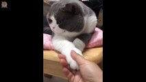 Cat's Reaction Human Hand  Funny and Cute Cats Compilation 2020 - CuteVN