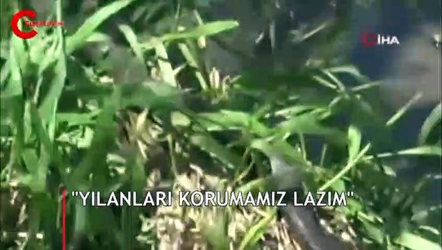 Uzmanı uyardı! İşte yılan gördüğünüzde yapmanız gereken
