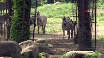 Bursa Hayvanat Bahçesi’nde yavru zebra ve karıncayiyen heyecanı