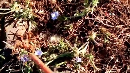 Diyarbakır'da dev örümcek paniğe neden oldu