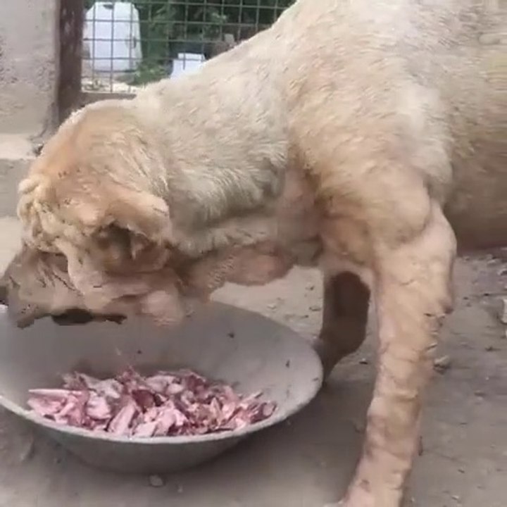 ALABAY COBAN KOPEGi KEMiK ile KAHVALTI - ALABAi SHEPHERD DOG BREAKFAST with BONE