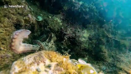 Wild octopus snatches diver's camera and takes a selfie