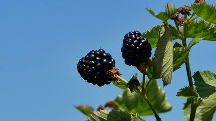 Çuçi vizitë në fermën e manaferrave në Lushnje: Heqja e TVSH për imputet dha efekt për fermerët