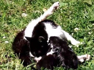 Black and White Mommy Cat (Ana) Licking and Drying Her Two Kittens